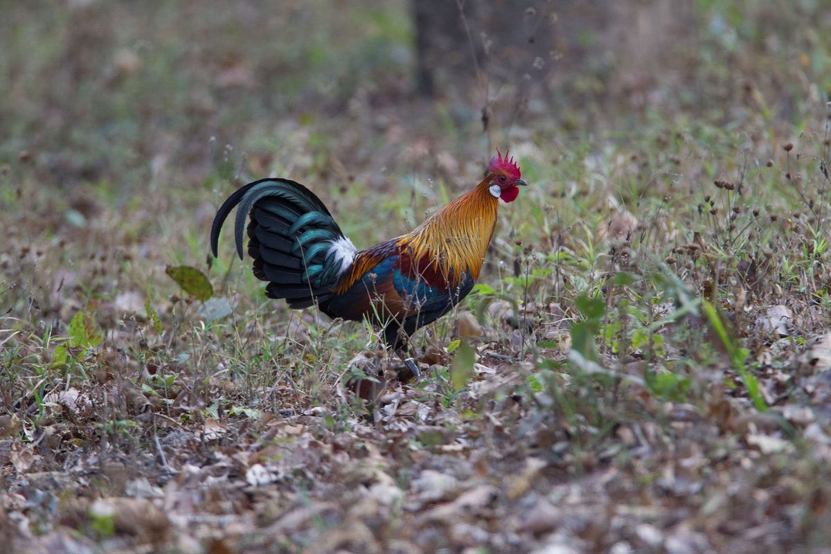 Een rode kamhoen stapt door de jungle van het Kanha Tiger Reserve in India Deze vogel werd rond achtduizend jaar geleden gedomesticeerd tot de moderne kip