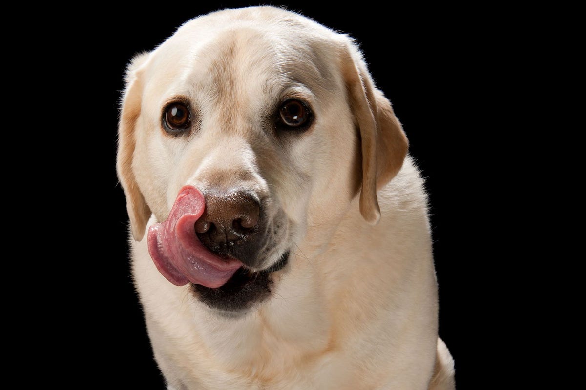 Atelierportret van een gele labrador