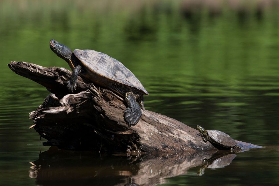 A female left and male common map turtle bask in the sun