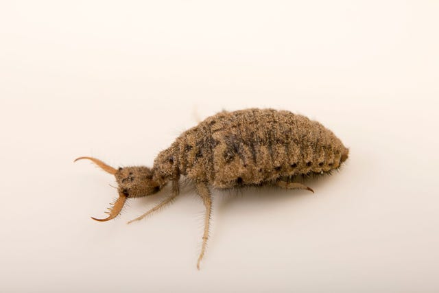 De larve van de mierenleeuw zoals deze in het Cedar Point Biological Station doet zijn uiterlijk eer aan het is een monsterlijk roofdier