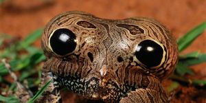 Een vieroogkikker blaast zijn romp op om roofdieren met zijn valse ogen af te schrikken