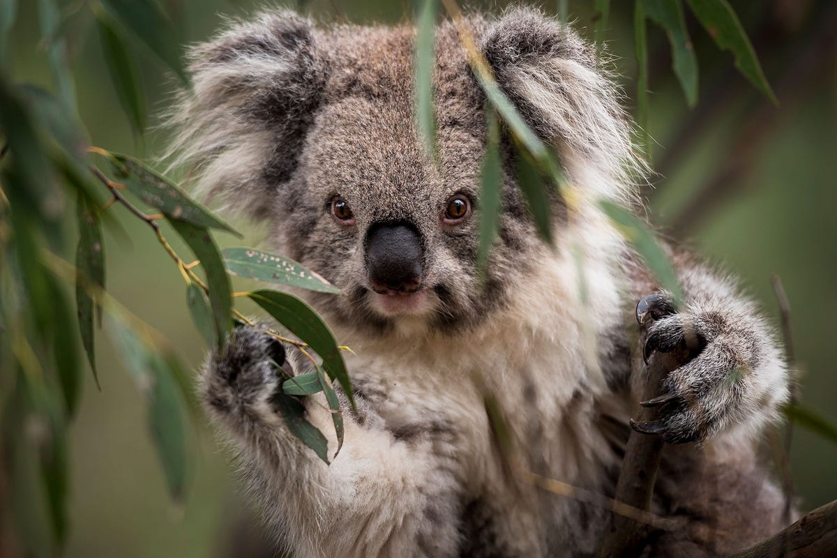 Het aantal koalas in Australi neemt af doordat hun leefgebied kleiner wordt en de mens steeds meer oprukt