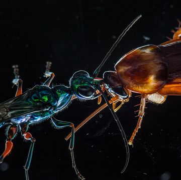 de kakkerlakkendoder ampulex compressa brengt kakkerlakken een steek direct in de hersenen toe om het gespecialiseerde gif te injecteren waarmee hij de besluitvormingsprocessen van kakkerlak kan overnemen
