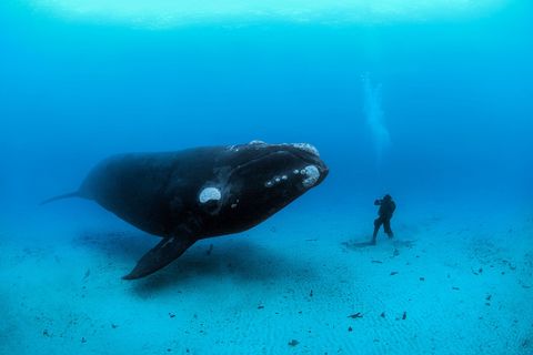 Op de zanderige bodem van de zee bij de Auckland Islands voor de kust van NieuwZeeland ontmoet een zuidkaper een duiker Volwassen zuidkapers kunnen bijna zeventien meter lang worden en zestig ton wegen