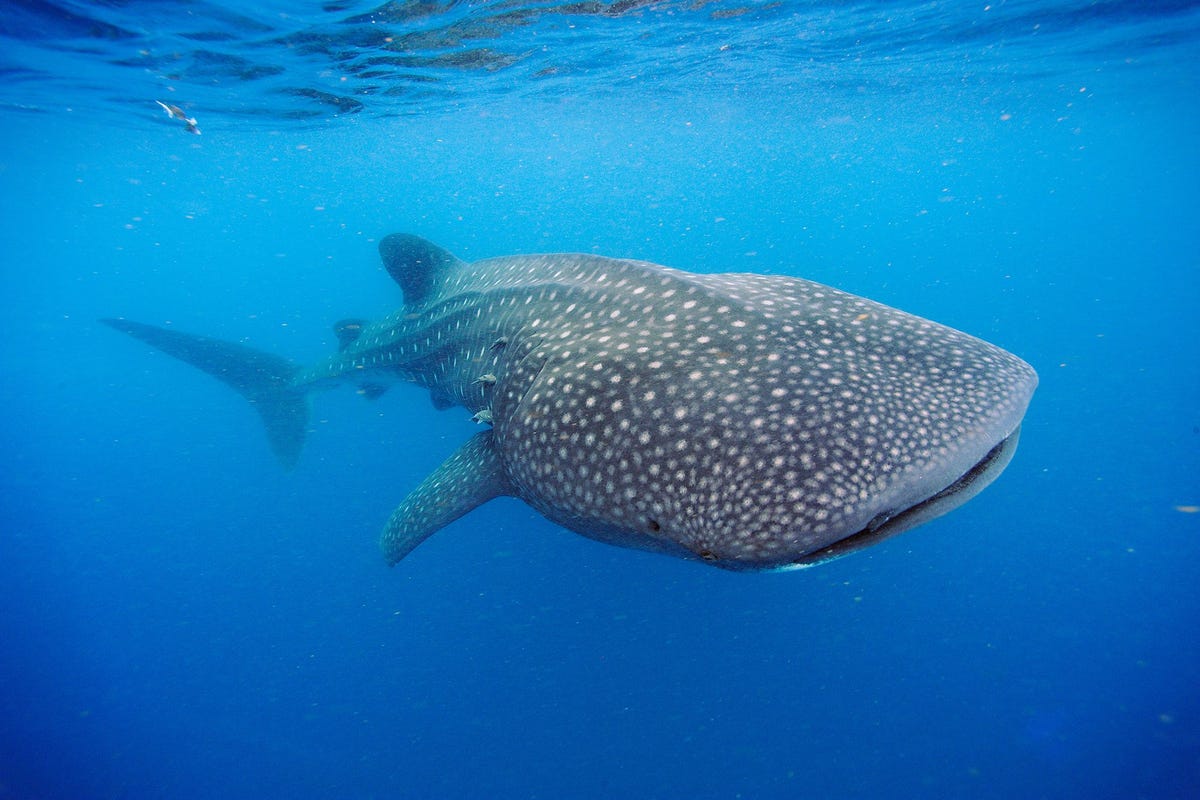 Een walvishaai zwemt voor de kust van het Mexicaanse schiereiland Yucatn Deze oceaanreus kan ruim 20 ton zwaar worden