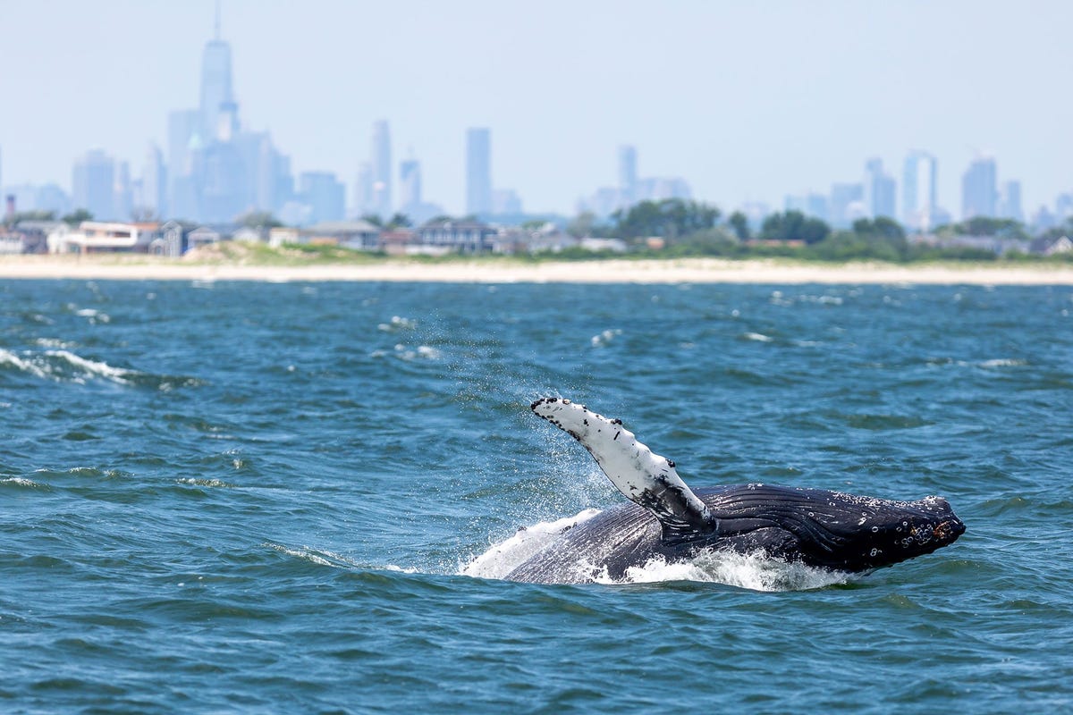 Een bultrug komt aan de oppervlakte in de haven van New York met de skyline van de stad op de achtergrond