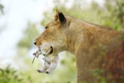 Parkopzichters van een ZuidAfrikaans wildreservaat ontdekten dit zeldzame witte leeuwenwelpje bij zijn moeder