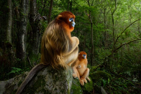 Met deze foto van een paar gouden stompneusapen een bedreigde soort die in CentraalChina voorkomt won de Nederlandse natuurfotograaf Marsel van Oosten de hoofdprijs