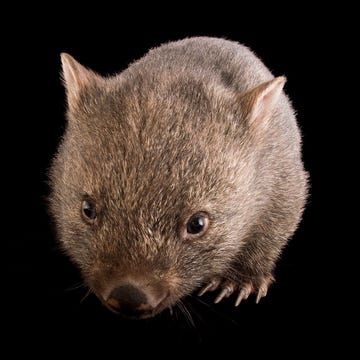 https://www.nationalgeographic.com/content/dam/animals/2018/11/wombat-cubic-droppings/01-wombat-cubic-droppings-nationalgeographic_2208445.jpg een jonge wombat vombatus ursinus tasmaniensis in healesville sanctuary de poep van deze dieren is een van de meest vreemd gevormde in het dierenrijk