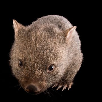 een jonge wombat vombatus ursinus tasmaniensis in healesville sanctuary de poep van deze dieren is een van de meest vreemd gevormde in het dierenrijk