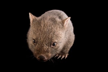 een jonge wombat vombatus ursinus tasmaniensis in healesville sanctuary de poep van deze dieren is een van de meest vreemd gevormde in het dierenrijk