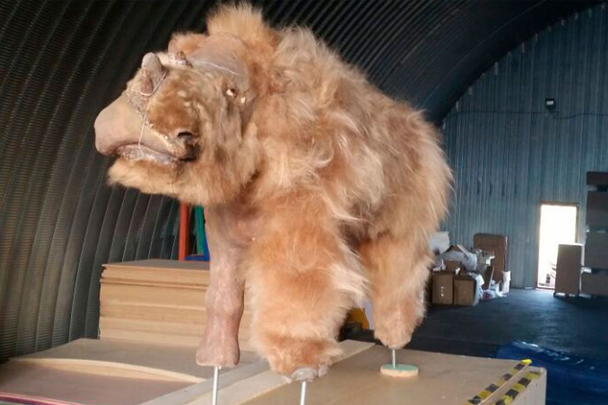 Wetenschappers waren verbaasd toen ze zagen dat Sachas haar licht roodachtig van kleur was