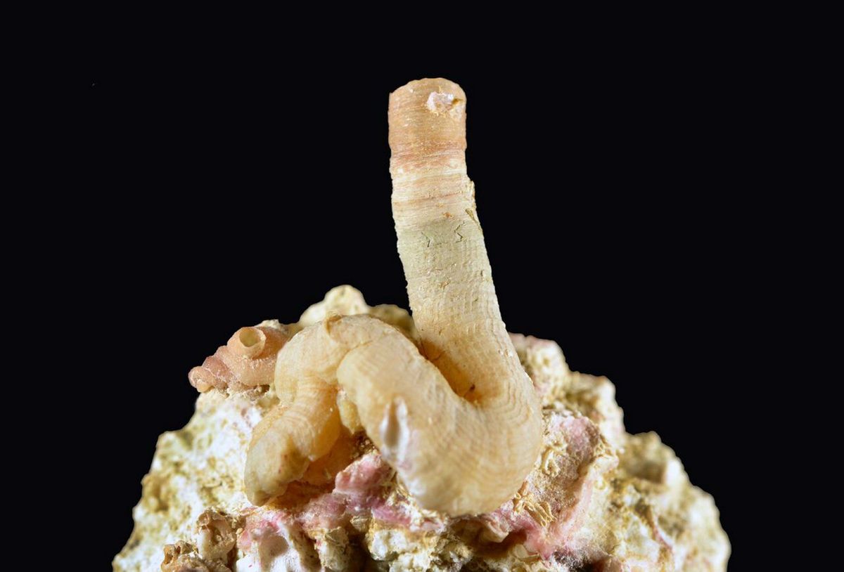 Deze wormslak Thylacodes vandyensis werd gevonden op kunstmatige riffen in Florida
