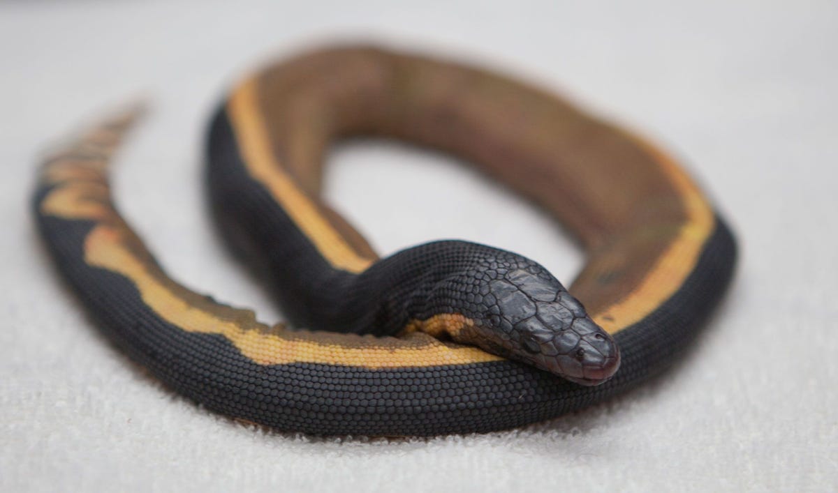 Dit reptiel met de naam samengedrukte zeeslang werd bij Newport Beach gevonden Experts lieten het bijnadode dier inslapen
