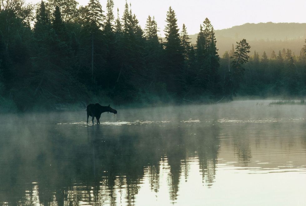 A female moose wades across a lake in Isle Royale National Park Michigan