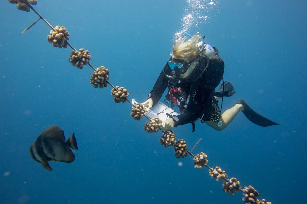 Inga Dehnert zeebiologe aan de Universit degli Studie di MilanoBicocca in Itali werkt in een kraamkamer voor koralen Het project heeft tot doel de gezondheid van koraalriffen te herstellen overal ter wereld staan koralen onder druk vanwege de opwarming van de oceanen