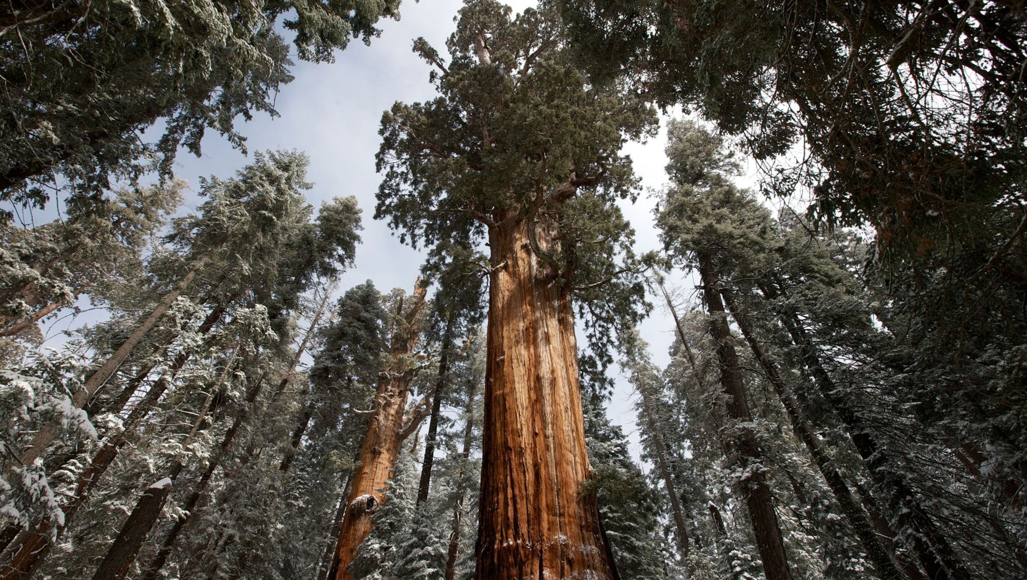 sequoia national park en kings canyon national park in californi zijn schitterende voorbeelden van oerbossen in de verenigde staten