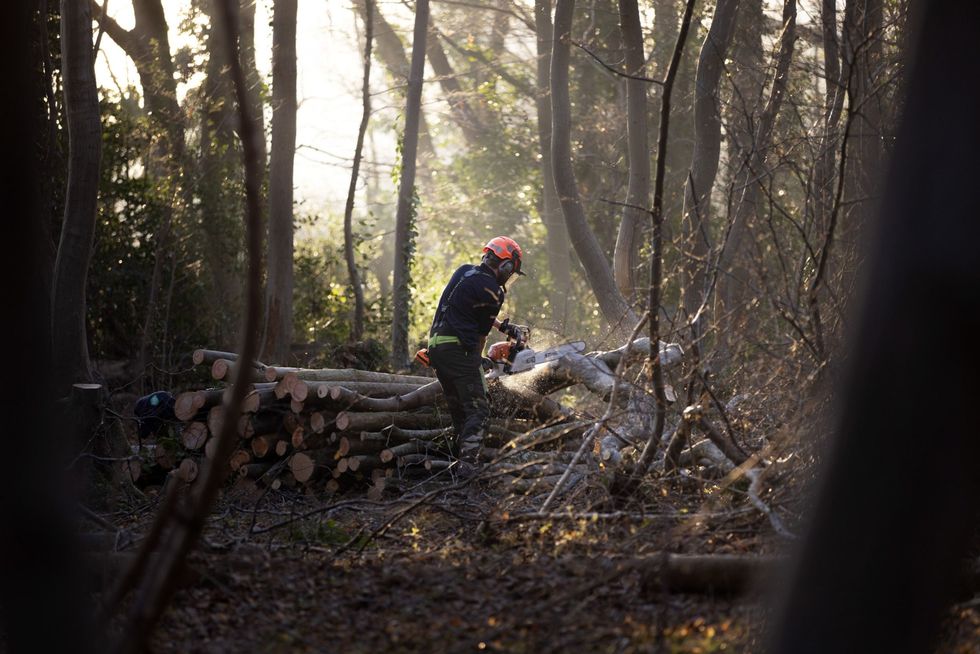 Gavin Durrant assistentopziener bij de Suffolk Wildlife Trust bevordert de groei van een boom in het Reydon Woods Nature Reserve met behulp van een traditionele hakhouttechniek Daarbij wordt de boom niet helemaal gekapt maar een stobbe met een spaartelg achtergelaten waaruit nieuw en duurzaam hakhout groeit