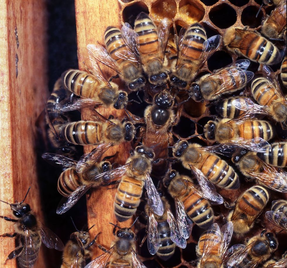 In een kolonie van honingbijen in GrootBrittanni omringen werkbijen een koningin die bezig is eieren te leggen