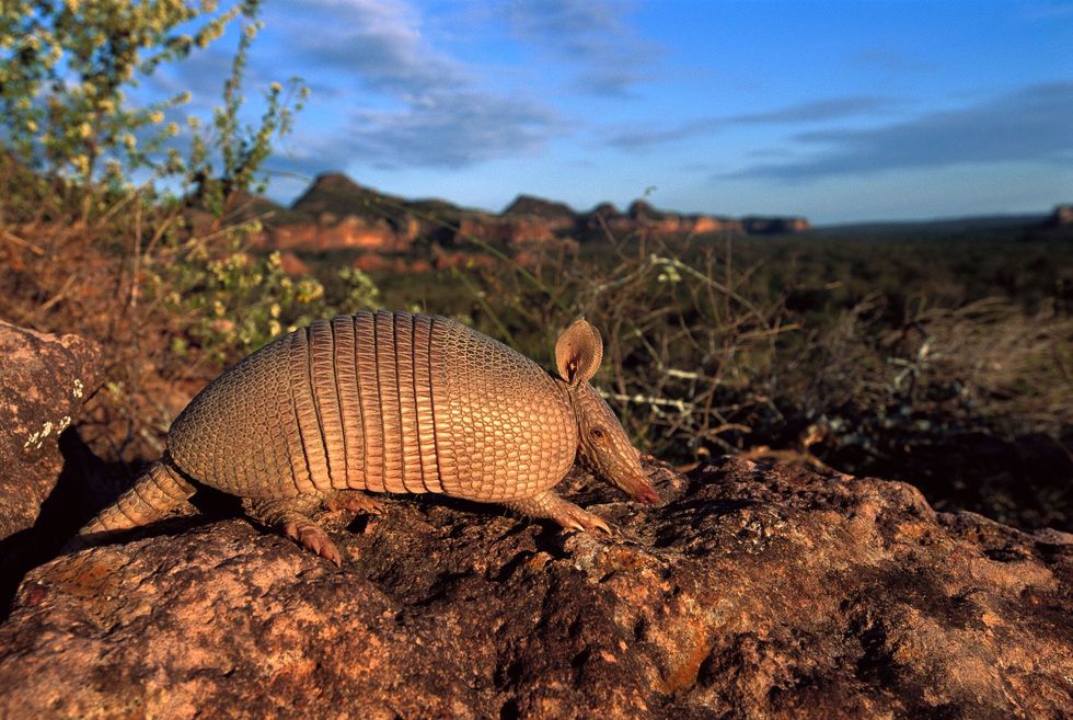 Brazils Cerrado South Americas largest savanna is a haven for the sevenbanded armadillo and hundreds of other species