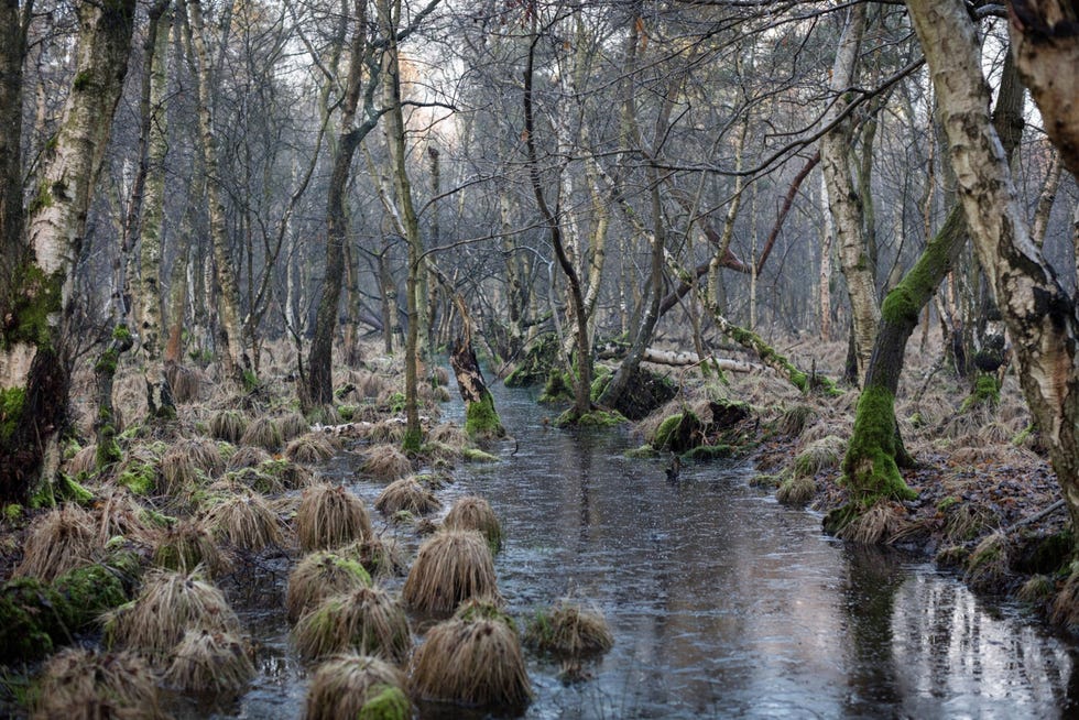 Een ontwaterde moerasweide in Dunwich nabij de Engelse zuidoostkust is weer onder water gezet en trekt nu opnieuw een variteit aan vogelsoorten herten en andere wilde dieren aan
