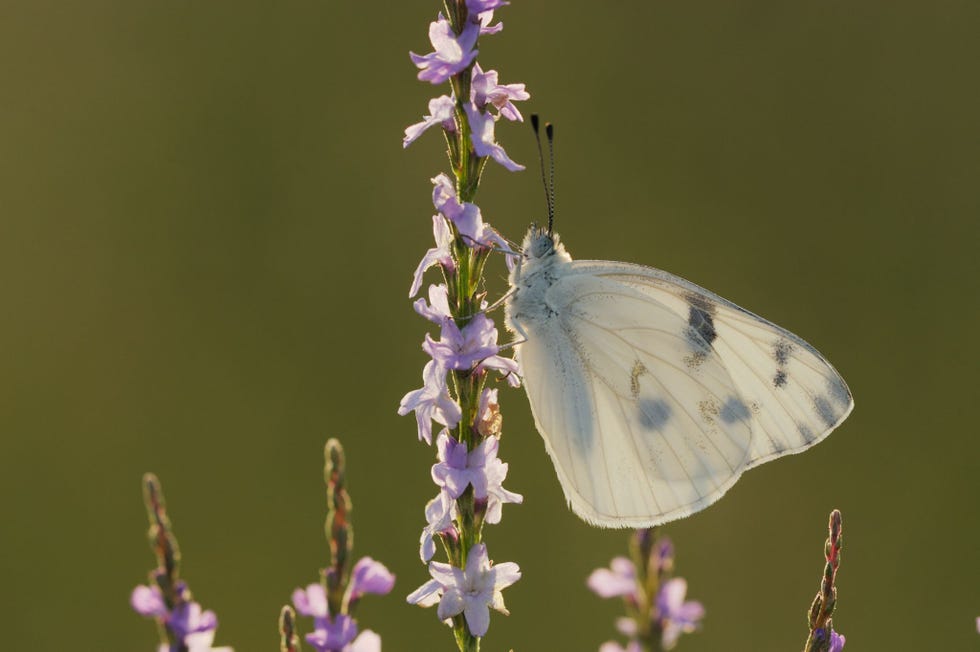 Een gevlekt resedawitje Pontia protodice voedt zich met de nectar van een Texasijzerhard