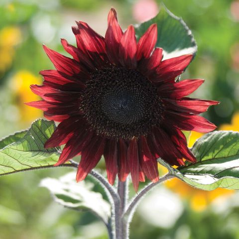 procut red sunflower