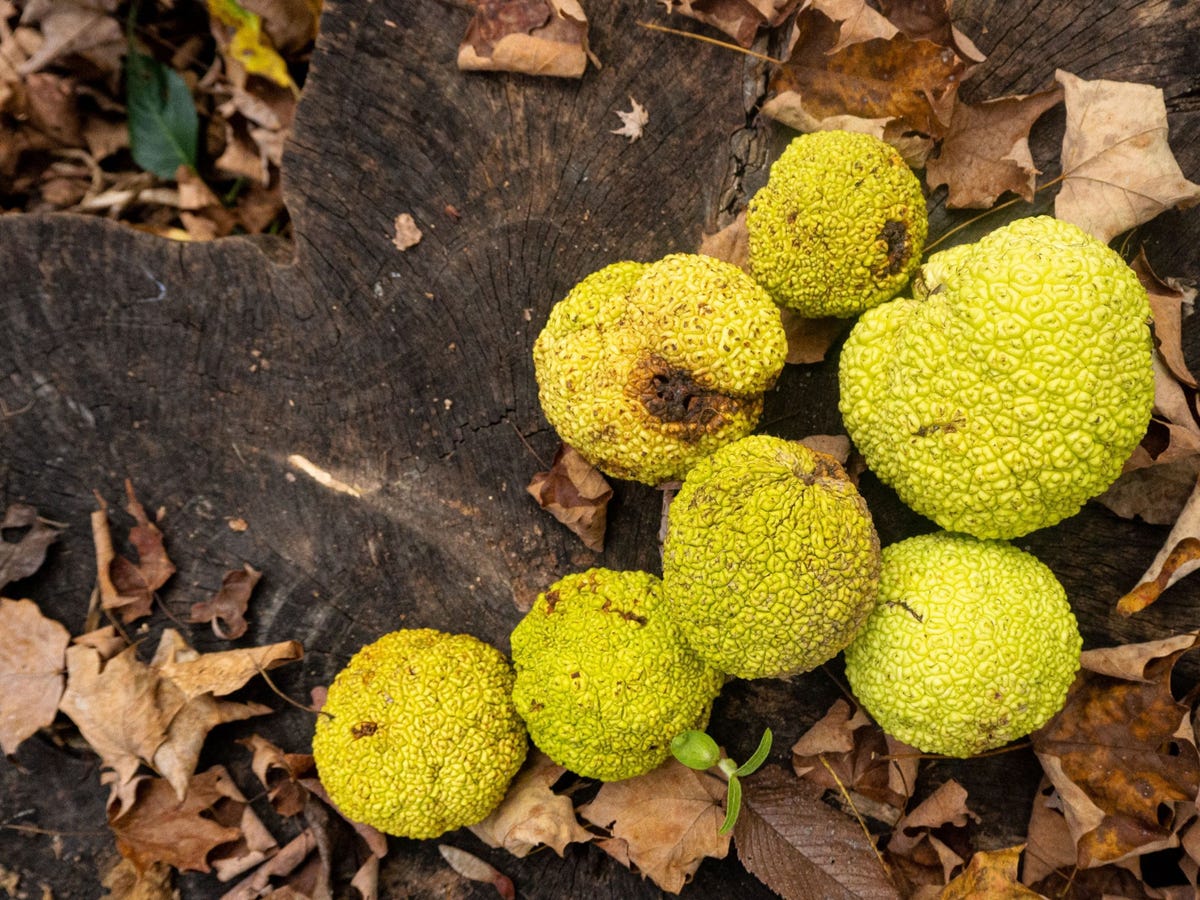 De vruchten van de osageboom in het Engels ook wel hedge apples genoemd zijn ongeveer even groot als een softbal De meeste dieren kunnen de vruchten niet verteren Maar de bomen speelden een belangrijke rol in de Amerikaanse geschiedenis