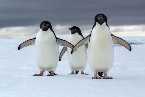 Adliepinguns zijn een van de twee echte Antarctische pinguns en worden bedreigd door een veranderend klimaat