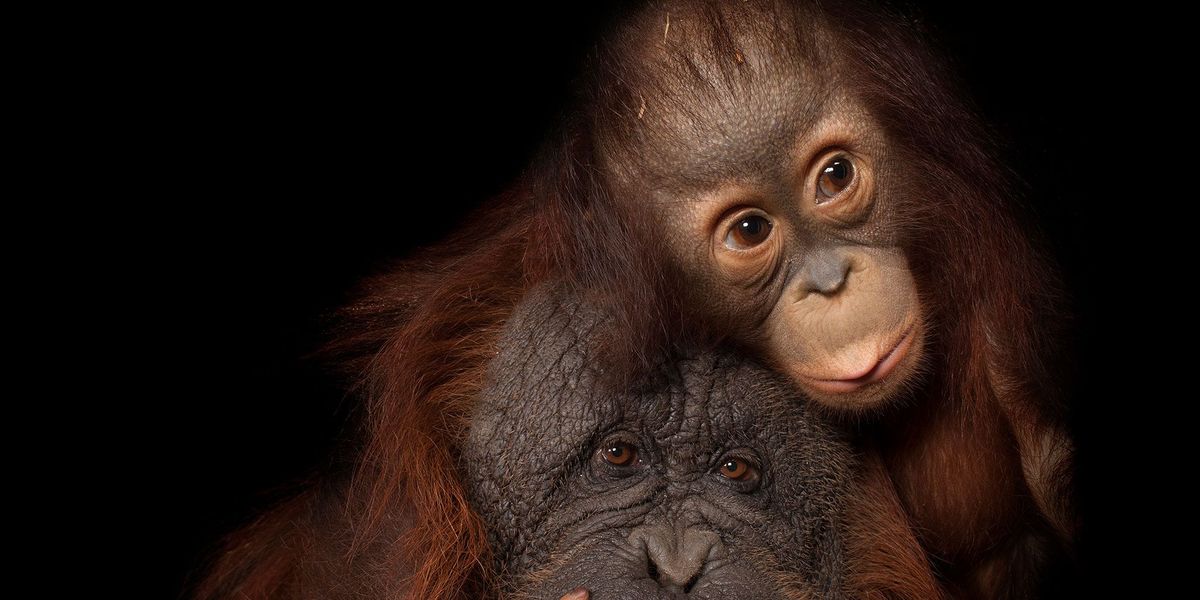 Een met uitsterving bedreigde Borneose orangoetanbaby en haar adoptiemoeder