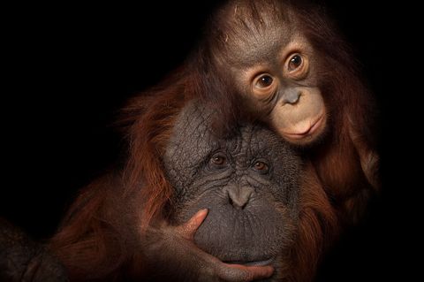 Een met uitsterving bedreigde Borneose orangoetanbaby en haar adoptiemoeder