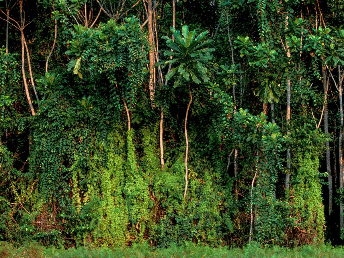 Het tropische regenwoud bij Rabi in Gabon Veel van Gabons oorspronkelijke regenwoud is nog intact en wordt verder beschermd door nieuwe nationale parken die in de vroege jaren 2000 werden opgericht