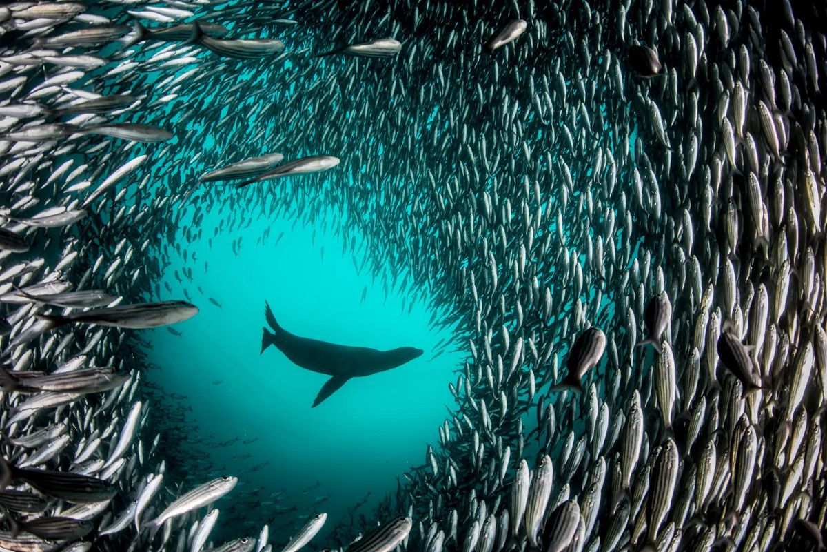 Voor de kust van Isla Isabella in de Galpagosarchipel wordt een grote school gestreepte bokvissen achtervolgd door een Galpagoszeeleeuw De archipel ligt in een zeereservaat dat behoort tot de zeegebieden met de hoogste biodiversiteit ter wereld