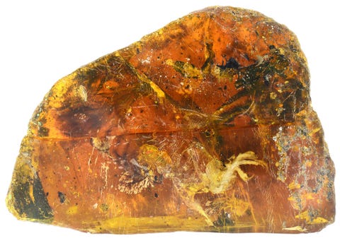 Het barnsteenspecimen HPG151 Hupoge Amber Museum China is vrij groot  ongeveer negen centimeter lang  terwijl het kuiken klein is zon zes centimeter van snavel tot staart Bewaard zijn het kopje de ruggenwervels de vleugels en de pootjes van dit exemplaar uit de groep Enantiornithes naast een aanzienlijke hoeveelheid zachte en hardere weefsels Ondanks zijn kleine omvang is het pas ontdekte specimen het meest volledige fossiel van zijn soort dat tot nu toe in Birmees barnsteen is gevondenPaleontologists have lovingly nicknamed the specimen Belone a local term in Myanmar for an amber colored bird the Oriental skylark Alauda gulgula Once a resident of the humid tropical environment in north Myanmar Belone fell into or was enveloped by resin from a conifer such as cypress or araucaria eventually becoming a piece of amber which has survived to this day This amber was discovered in one of the worlds most famous amber localities in the Hukawng Valley Kachin State northern Myanmar This deposit dates back to the midCretaceous approximately 99 million years ago
