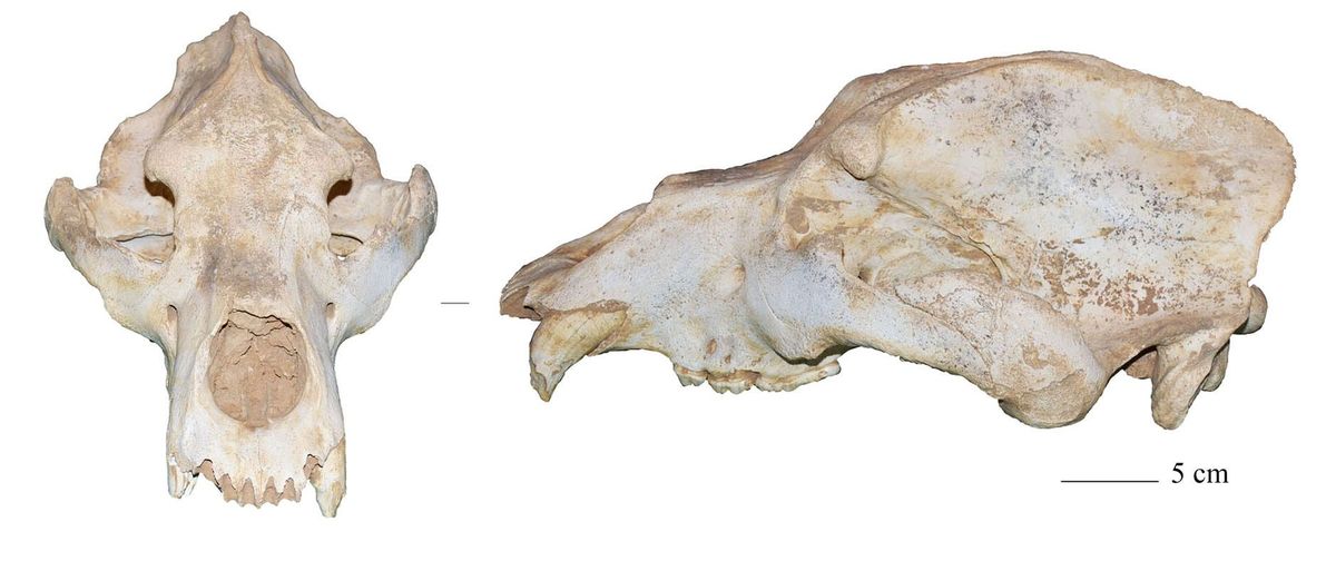 Deze schedel van een holenbeer die in Itali werd gevonden is een van de laatste sporen van dit prehistorische dier die zijn ontdekt Wetenschappers discussiren al lange tijd over de vraag of holenberen en andere megafauna door het oprukkende ijs van de laatste ijstijd zijn uitgestorven maar een nieuwe analyse van het DNA van prehistorische holenberen wijst erop dat de aankomst van de moderne mens in Europa een zeer belangrijke rol in de ondergang van de holenbeer heeft gespeeld