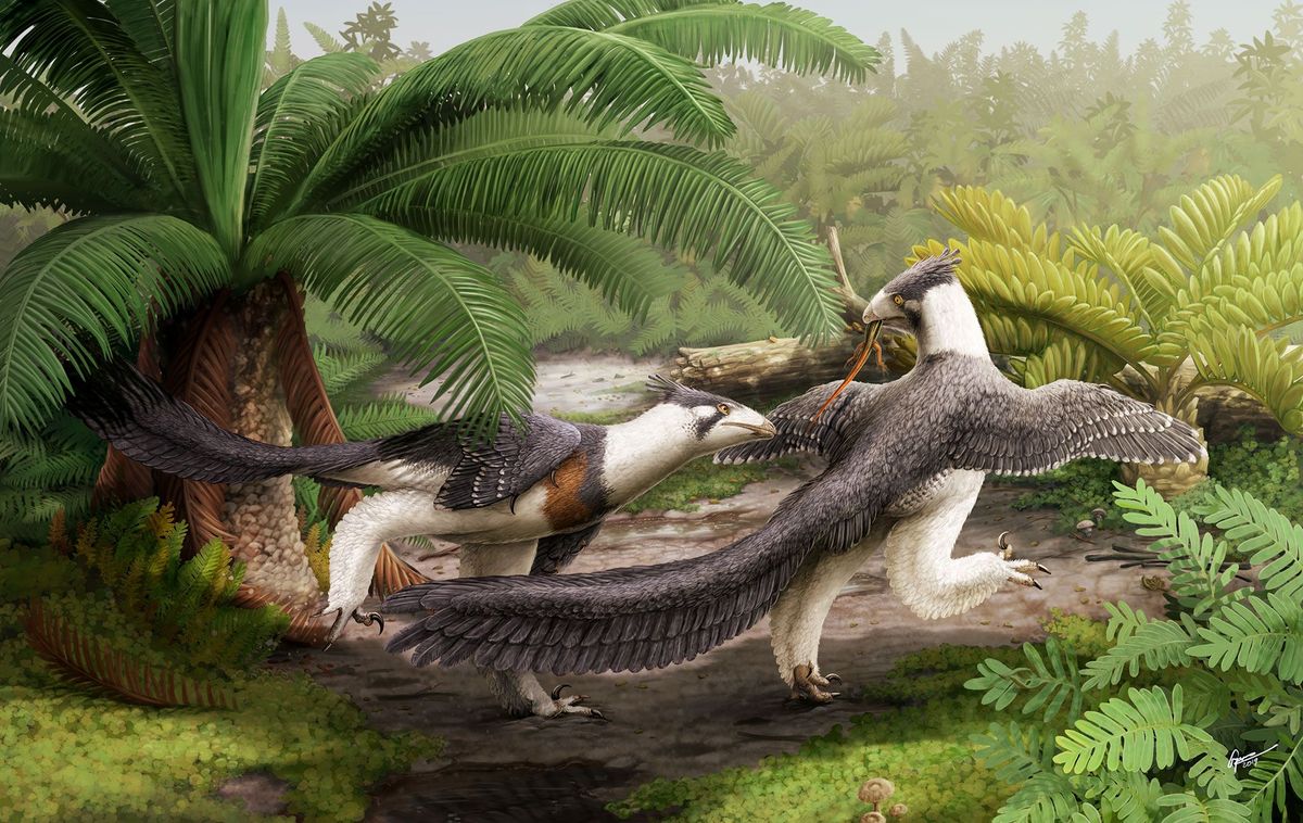 In deze illustratie jaagt een tweetal Hesperornithoides miessleriis op de bosgrond in een gebied dat nu in Wyoming ligt De nu beschreven soort is verwant aan de Velociraptor en kan licht werpen op de manier waarop vogels tijdens hun evolutie hun vliegvermogen hebben ontwikkeld