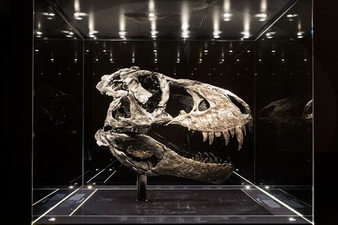 Deze bijna intacte zwarte schedel behoort toe aan het meest complete skelet van een Tyrannosaurus rex dat in Europa is te zien Het wetenschappelijk belangrijke fossiel met de naam Tristan Otto wordt in het Museum fr Naturkunde in Berlijn tentoongesteld Van het fossiel dat in 2010 in de beroemde Hell Creek Formation uit het late Krijt in Montana VS werd ontdekt zijn 170 van de circa 300 botten bewaard gebleven Het kostte vier jaar om het ruim twaalf meter lange fossiel uit te graven en te prepareren