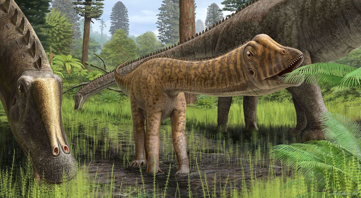 Reconstructie van Andrew de dinosaurus vermoedelijk een jonge Diplodocus in zijn leefomgeving De tanden van Andrew verschillen van die van een volwassen Diplodocus wat erop kan duiden dat hij een grotere verscheidenheid aan plantensoorten at