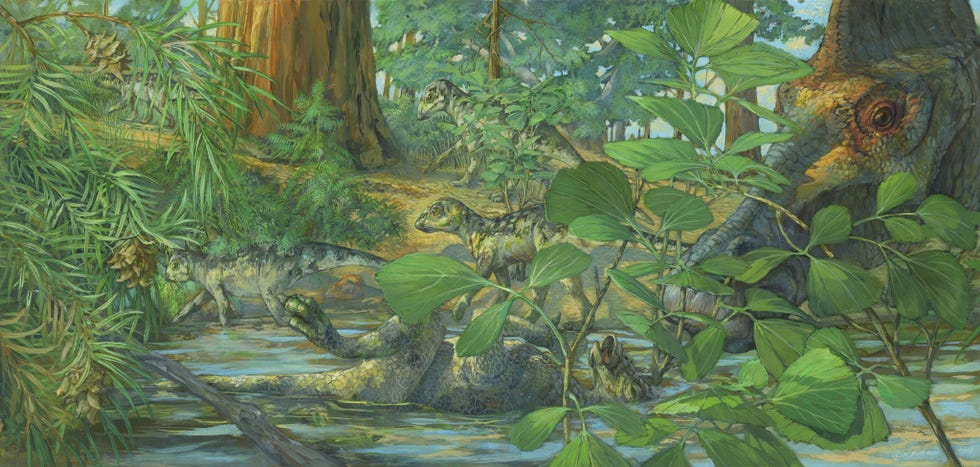 Deze reconstructie toont de omgeving van het nest van een Hypacrosaurus stebingeri in het berggebied Two Medicine in Montana In het midden ligt een overleden Hypacrosaurusjong in ondiep water terwijl rechts een volwassen exemplaar rouwt