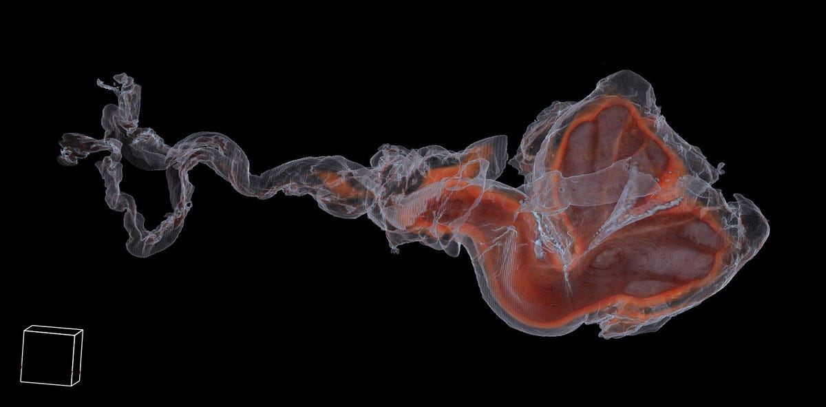 Een compilatie van meerdere CTscans toont hoe de penis van een tuimelaar in het rood in de complexe plooien en kronkels van een tuimelaarvagina past