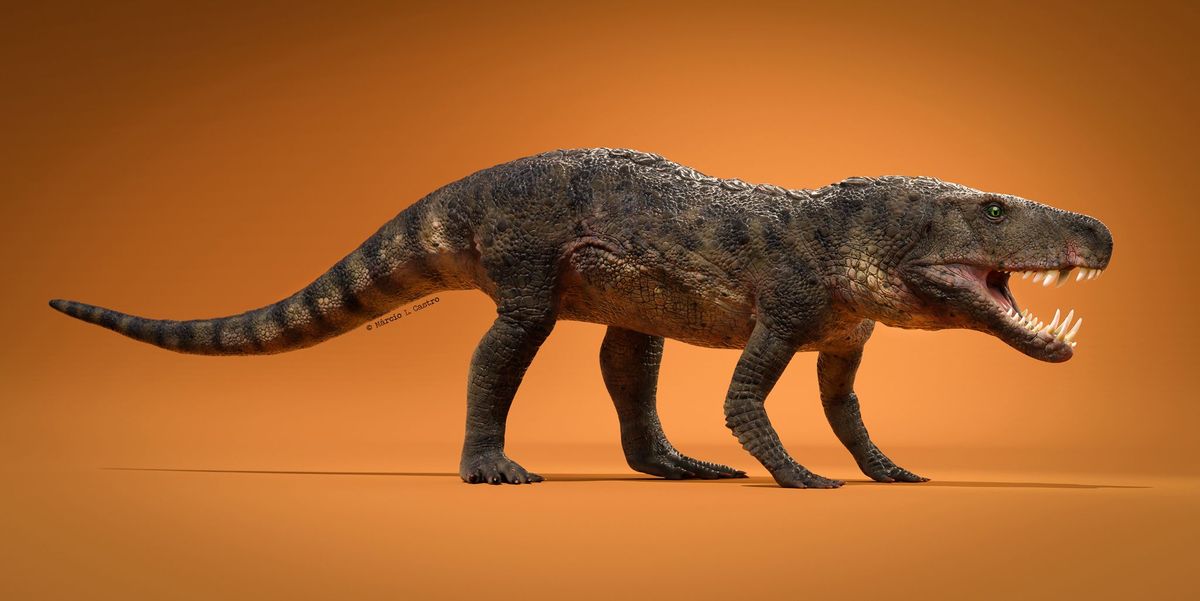 Deze pas ontdekte reptielensoort uit het Trias met de naam Dynamosuchus collisensi leefde 230 miljoen jaar geleden en beschermde zich met twee rijen van beenplaten op zijn rug