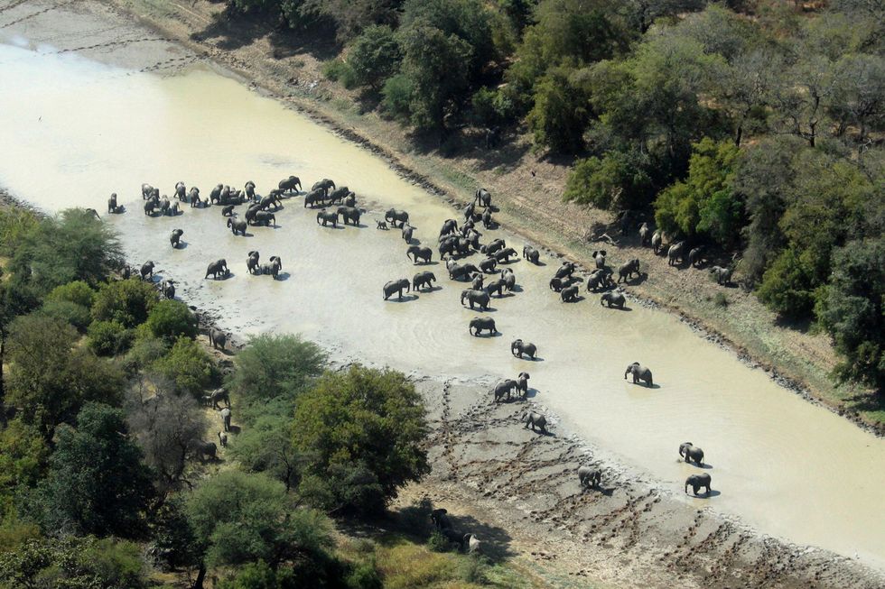 De olifantenpopulatie van Zakouma telt nu vijfhonderd dieren en is voor zover bekend de grootste kudde in Afrika