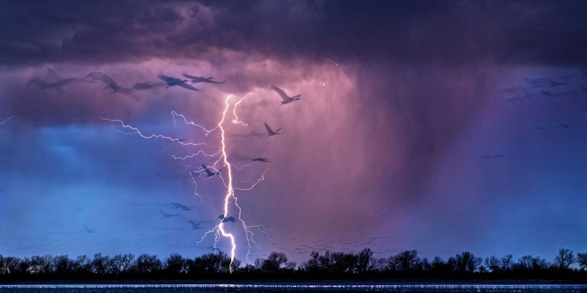 Prairievogels van de Great Plains waden door het ondiepe water aan de oever van de rivier de Platte terwijl op de achtergrond een onweersstorm ontstaat
