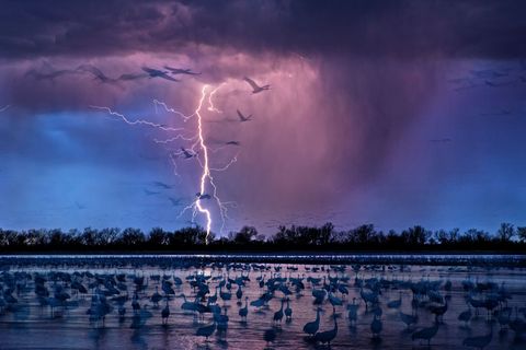 Prairievogels van de Great Plains waden door het ondiepe water aan de oever van de rivier de Platte terwijl op de achtergrond een onweersstorm ontstaat