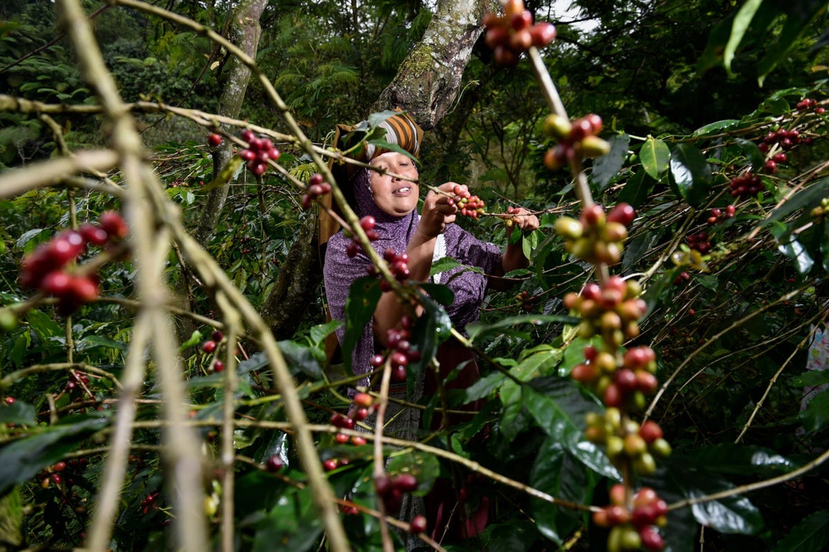 Tijdens een oogst in november plukt een boer in Indonesi koffiebonen van de arabicaplant In een recent onderzoek over de teelt van koffie cashewnoten en avocados is gekeken naar de invloed van de klimaatverandering op deze sectoren Een groot deel van deze gewassen wordt door kleinschalige boeren op het zuidelijk halfrond verbouwd
