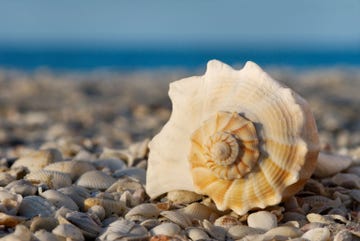 Het licht van de opgaande zon valt op een wulk op het strand op Sanibel Island voor de kust van het zuidwesten van de staat Florida Het is hier verboden om levende schelpdieren te vangen