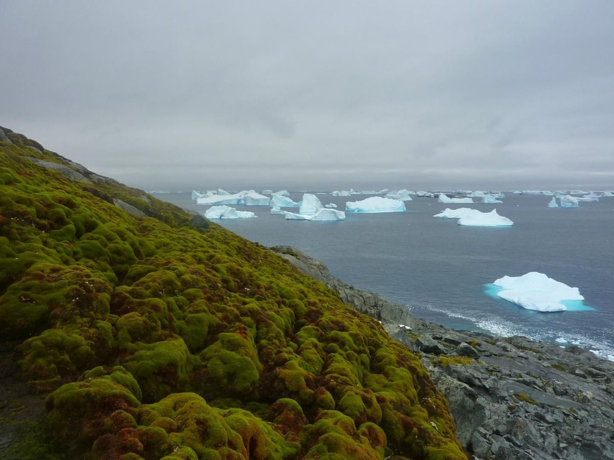 IJsbergen drijven in zee voor de met mos begroeide kust van Green Island in Antarctica