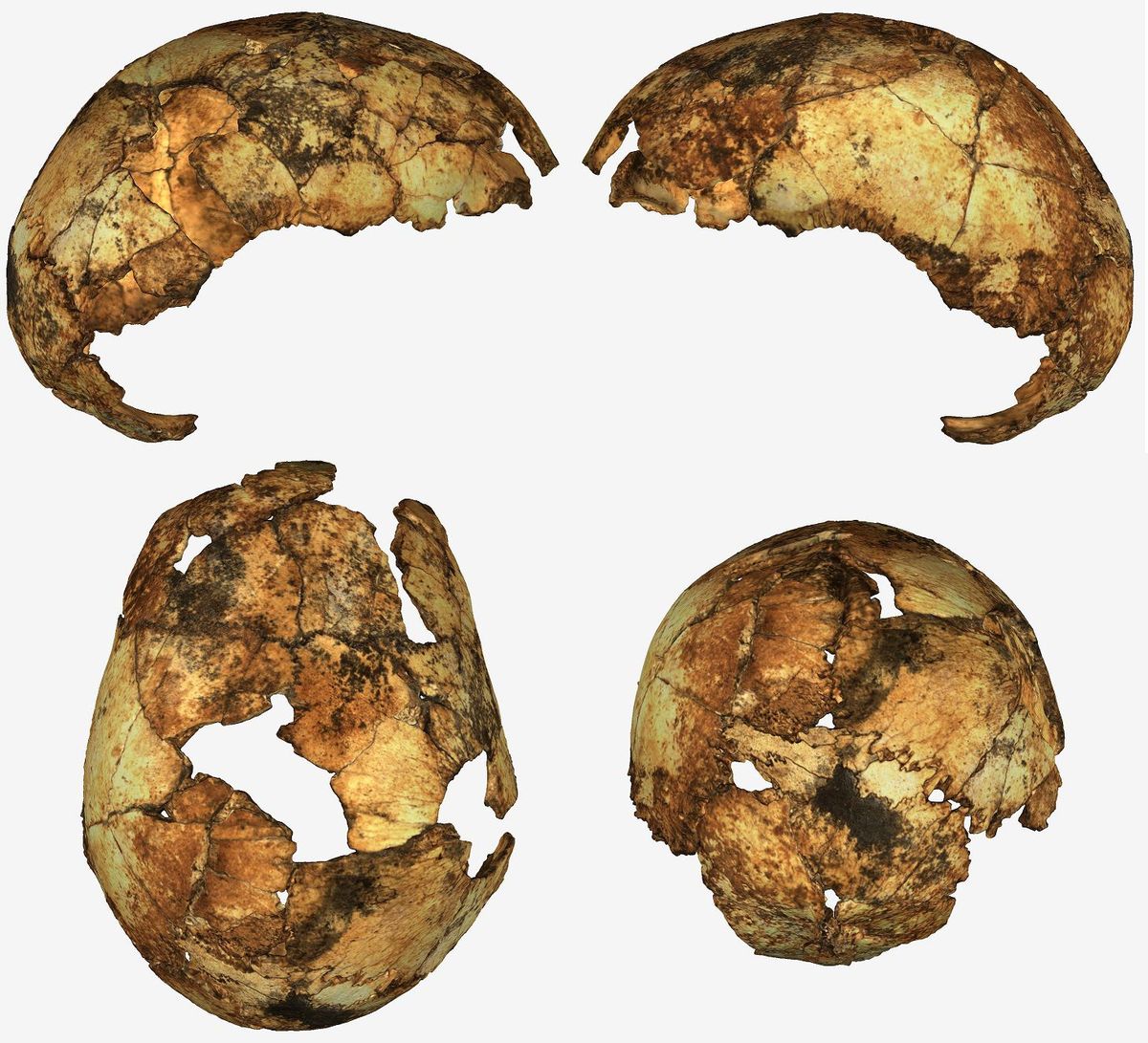 In ZuidAfrika werden schedelfragmenten gevonden van een Homo erectus Het was voor het eerst dat deze soort in de regio werd gevonden