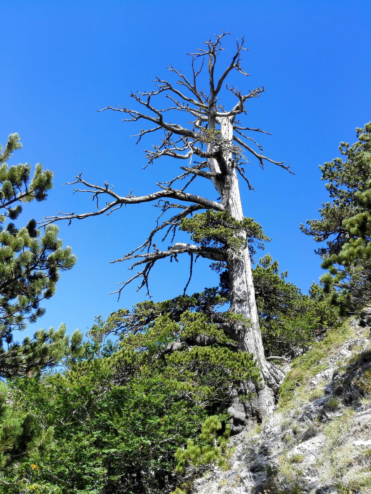 Scientists determined the age of this 1230yearold Heldreichs pine nicknamed Italus using a novel combination of treering analysis and radiocarbon dating