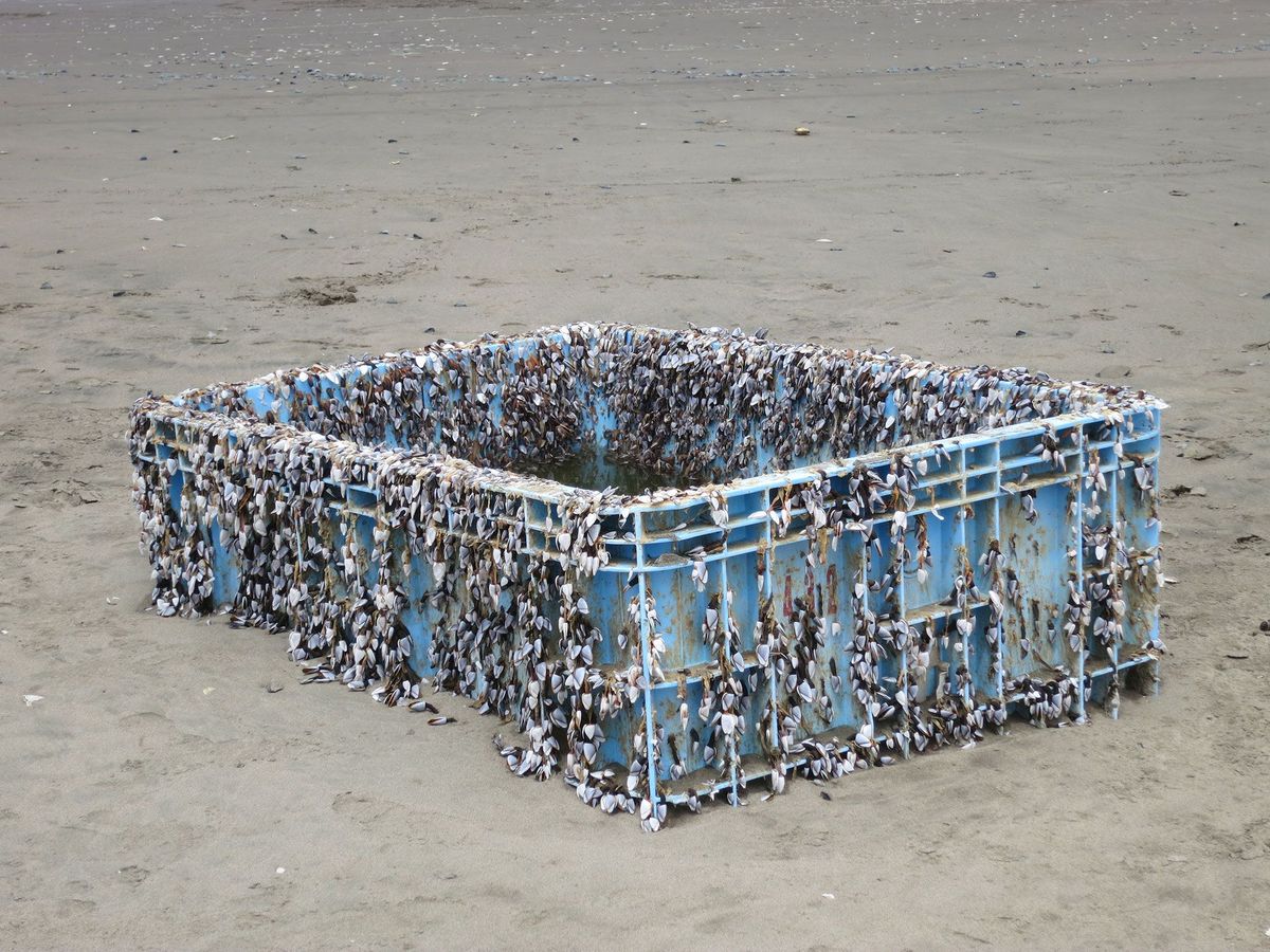 Grote eendenmossels hangen als een gordijn aan een plastic krat dat in 2014 op het strand bij San Francisco aanspoelde Het krat was een van de vele stukken afval die na de Japanse tsunami van 2011 de Stille Oceaan over zijn gedreven